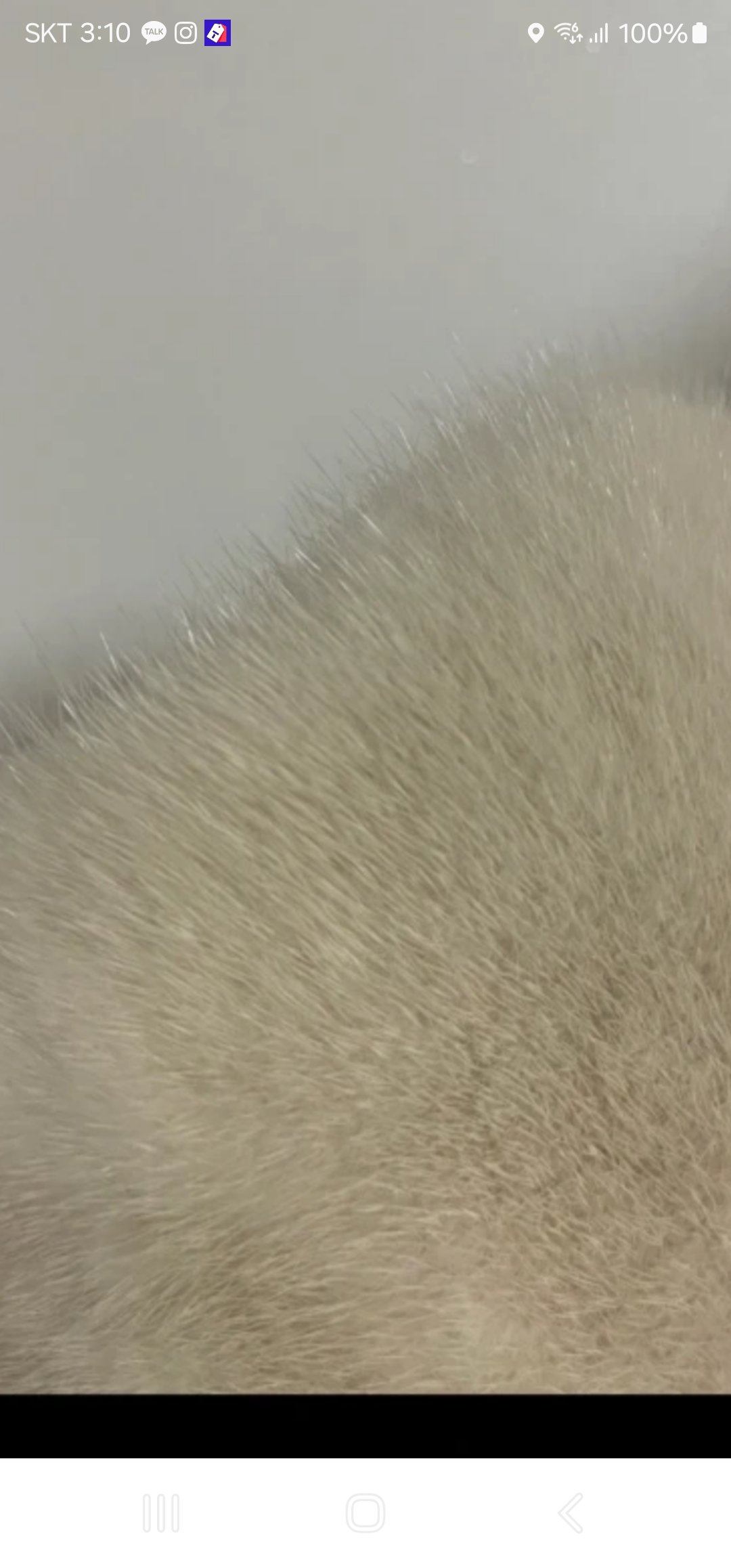 로브밍크